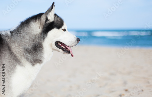 beautiful husky at beach