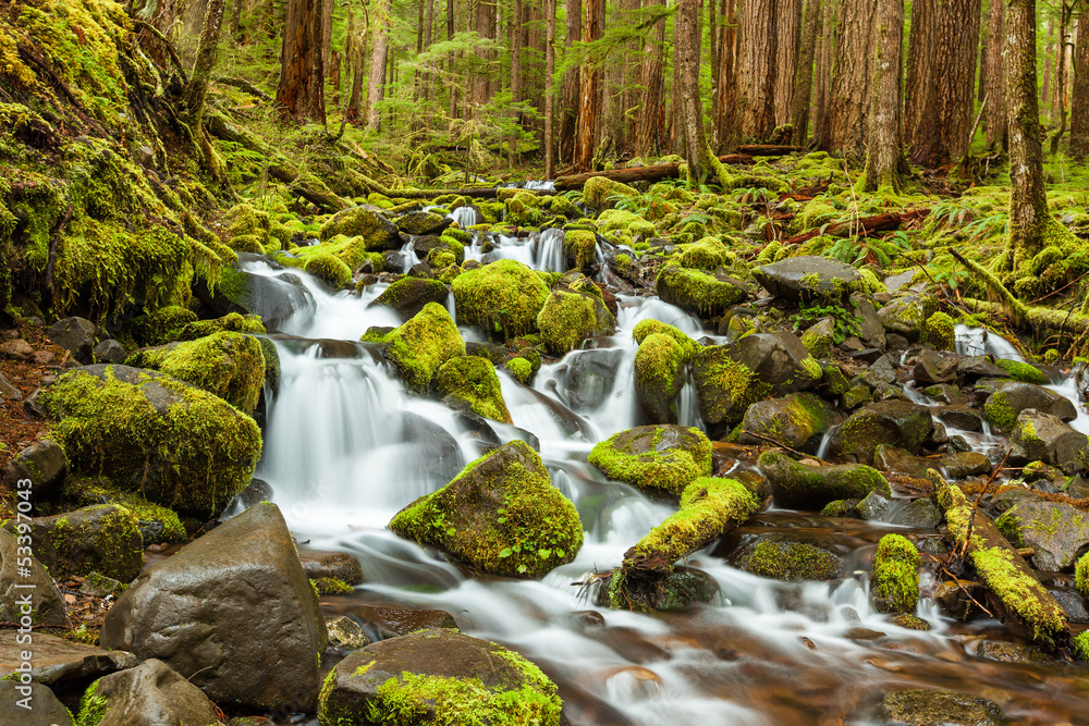 Fototapeta premium cascade waterfall in Olympic national park