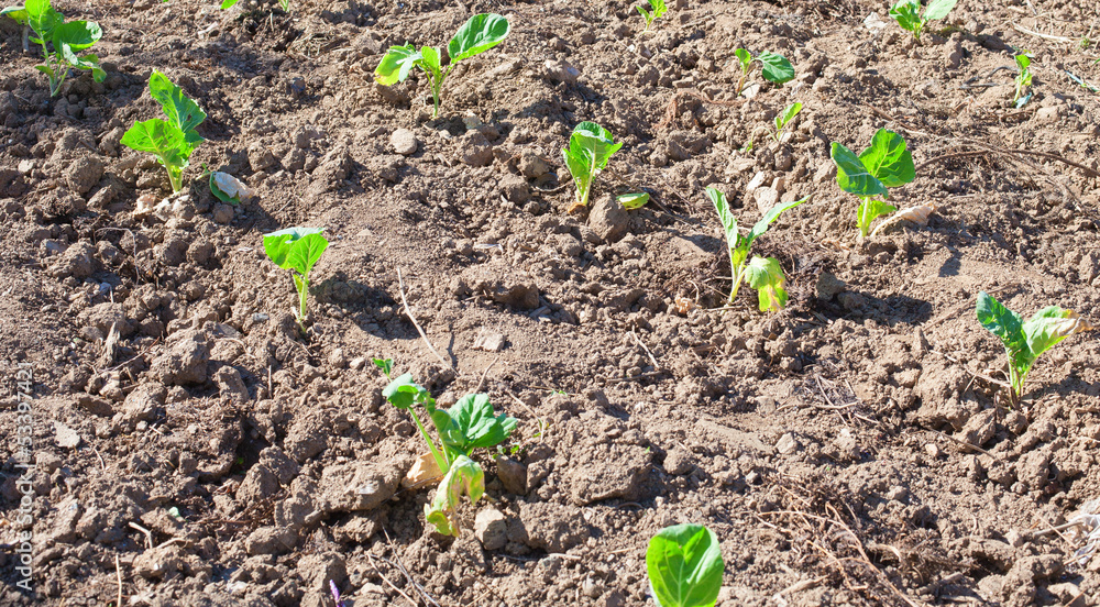 potatoes growing closeup potatoes growing closeup
