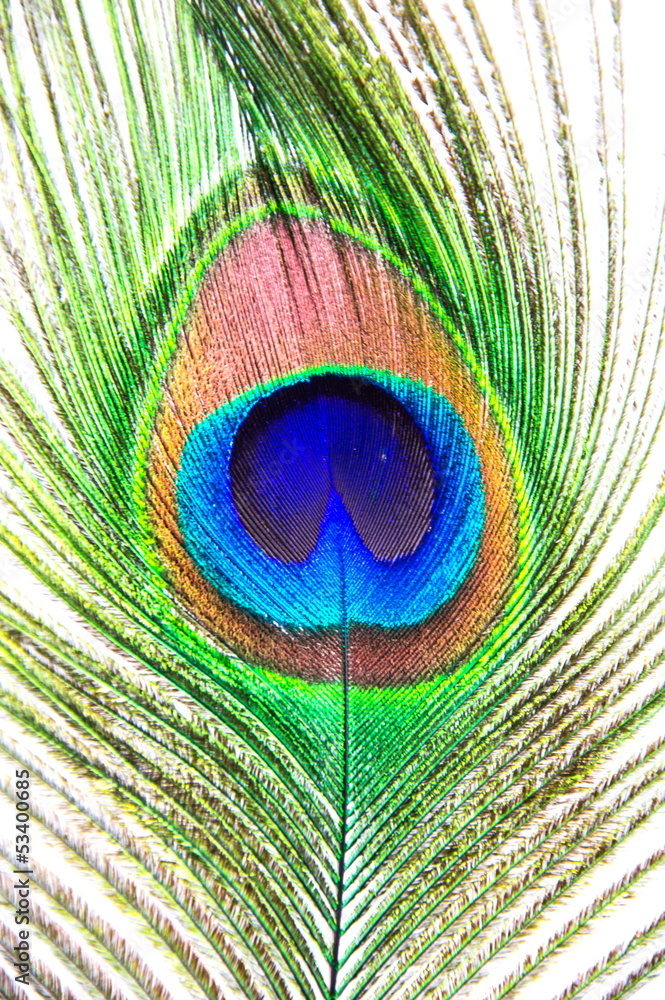 Obraz premium peacock feathers