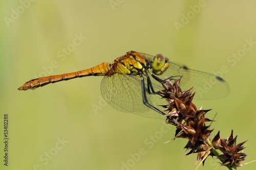 Sympetrum sanguineum maschio immaturo