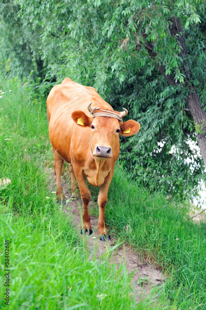 Cow pale brown color goes towards the path. Cow pale brown color goes towards the path.