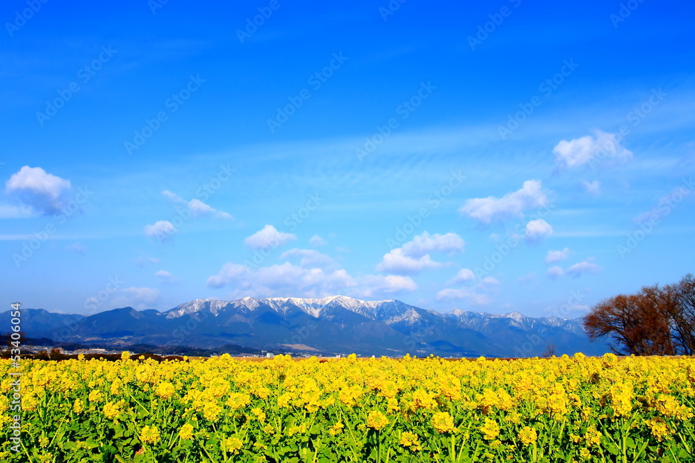 菜の花畑と雪山 菜の花畑と雪山
