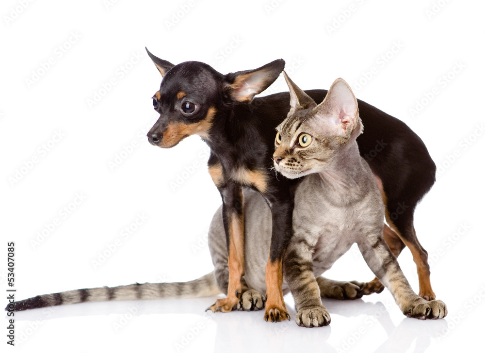 devon rex cat and toy-terrier puppy together.  isolated