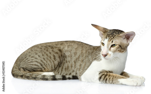 Oriental cat . isolated on white background