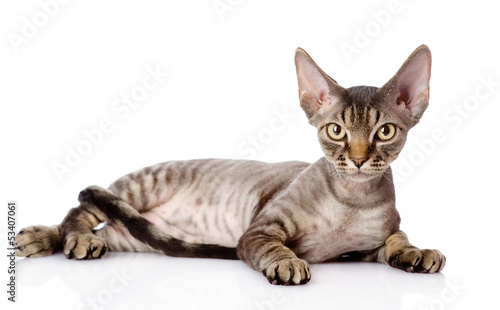 Vászonkép lying devon rex cat. looking at camera. isolated on white