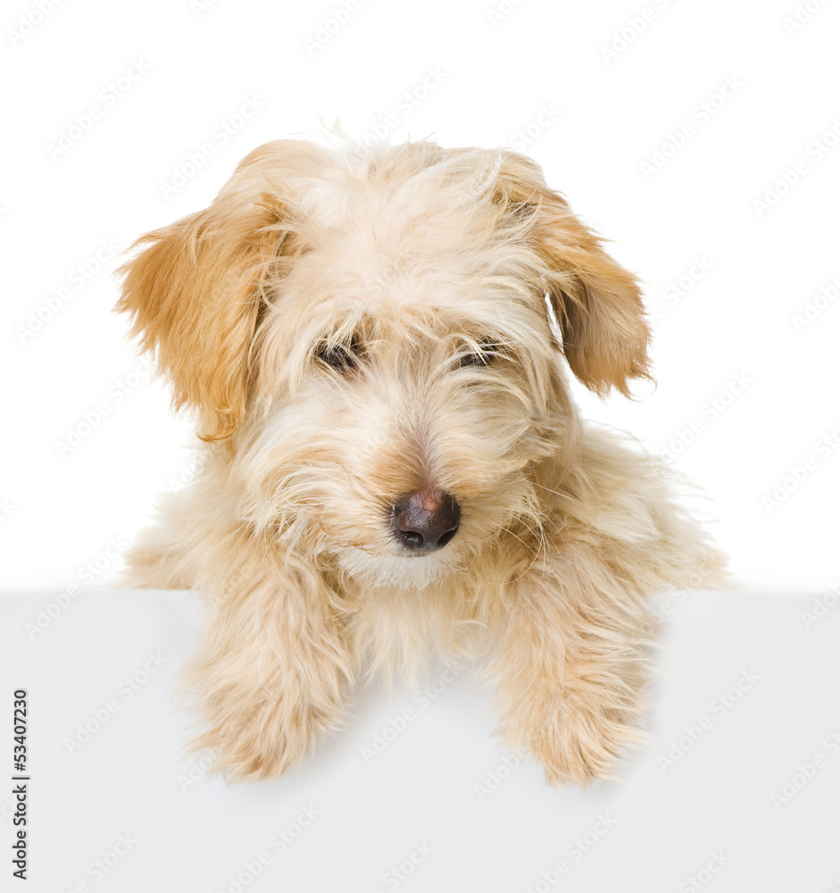 Dog above white banner looking at camera. isolated on white Dog above white banner looking at camera. isolated on white