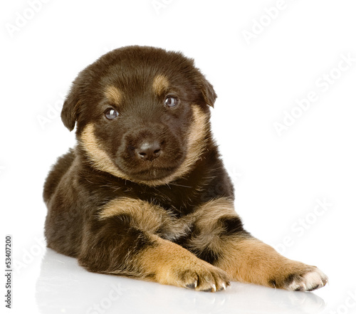 the black puppy lies. looking at camera. isolated on white 