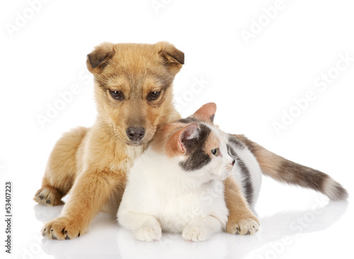 dog and cat have a rest together. isolated on white background