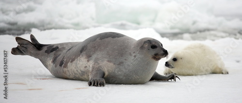 mother harp seal cow and newborn pup on ice