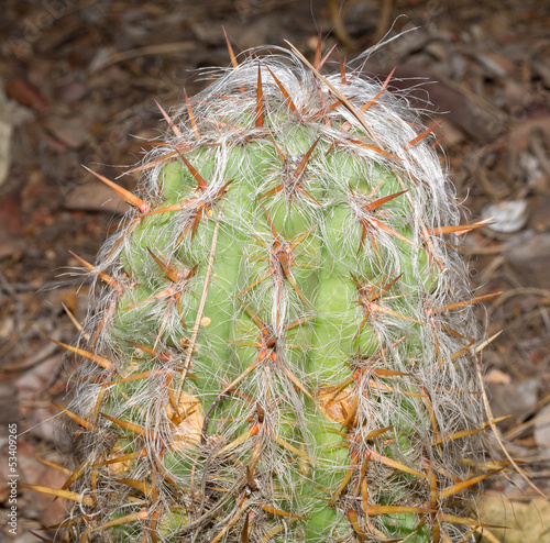 Old Man Cactus (Cephalocereus Senilis). photo