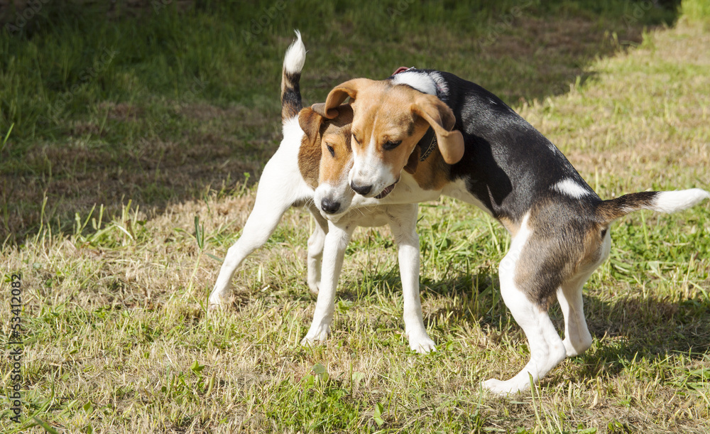 Beagle versus Jack russel