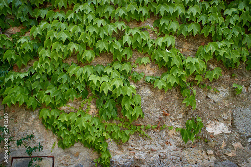 The green ivy on a stone wall, a beautiful background © ZoomTeam