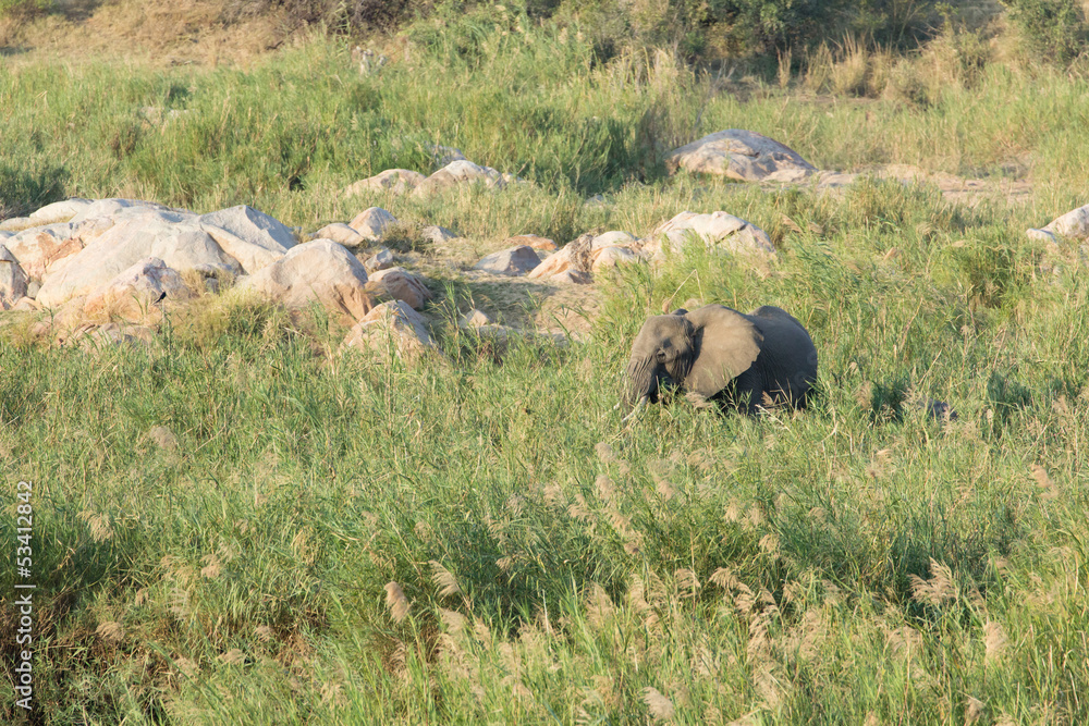 African elephant - Loxodonta africana African elephant - Loxodonta africana