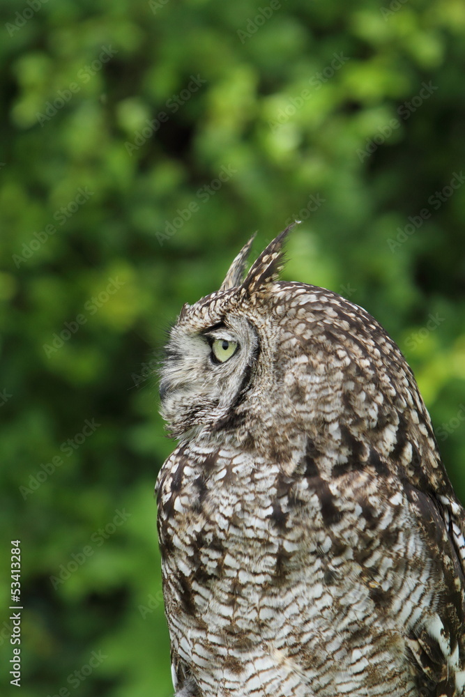 Obraz premium Spotted owl