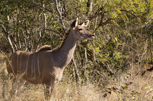 Greater Kudu cow - Tragelaphus strepsiceros