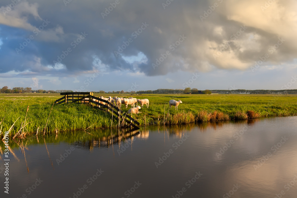 Fototapeta premium sheep on pasture by river in morning light