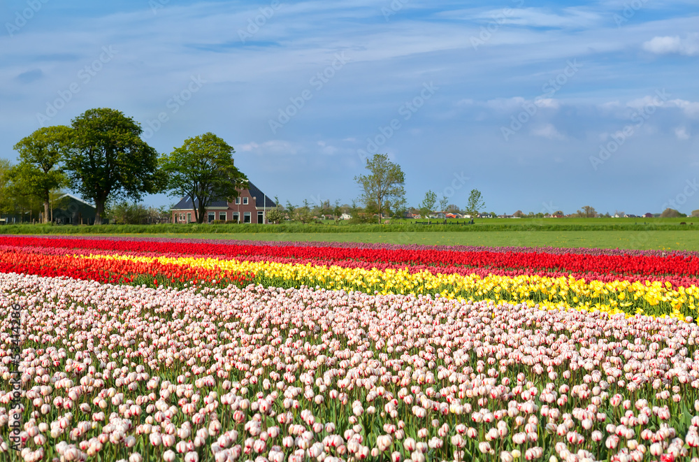 tulip fields and dutch farmhouse