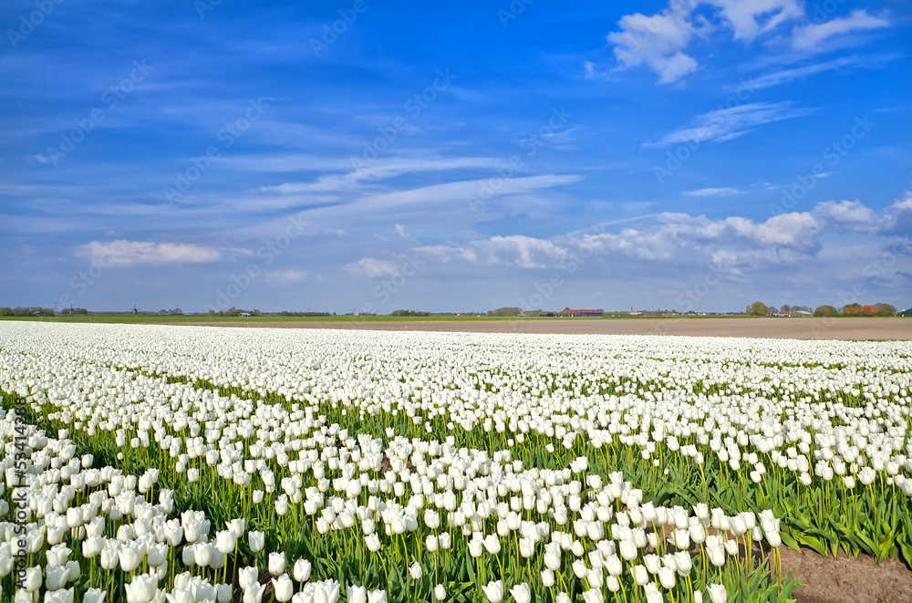 fields with white tulips, Alkmaar fields with white tulips, Alkmaar