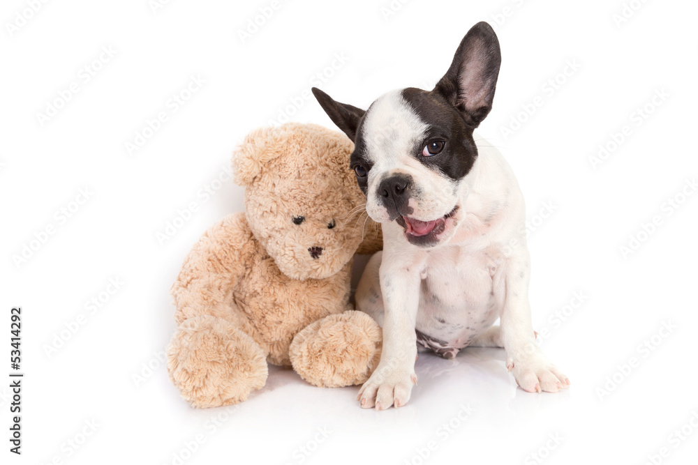 French bulldog puppy with teddy bear toy over white