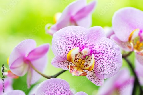 Pink orchid