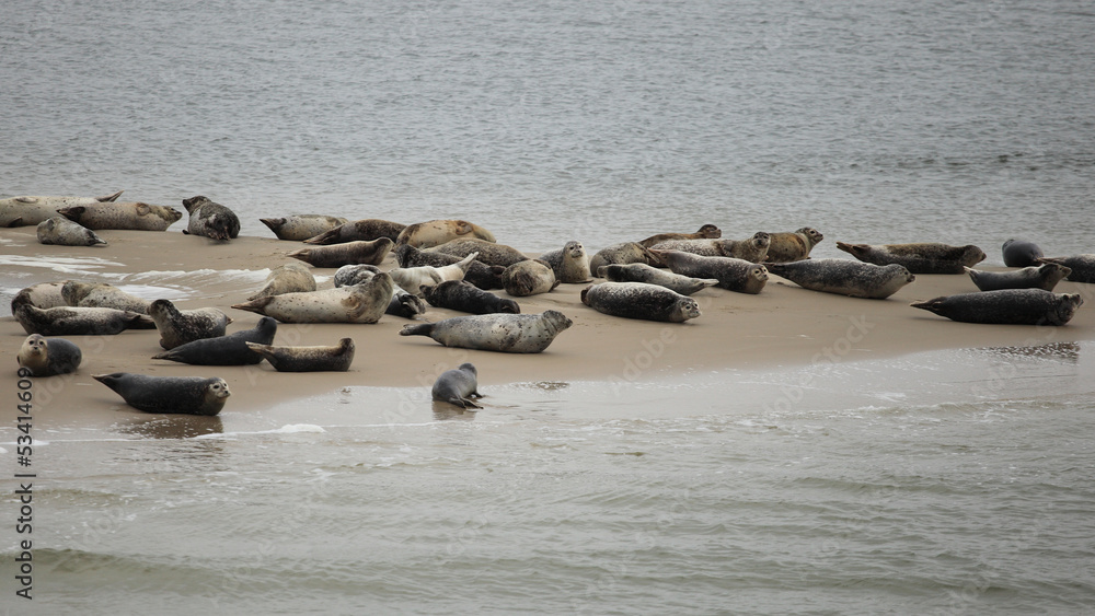 Naklejka premium Seehundsbank Borkum Nahaufnahme
