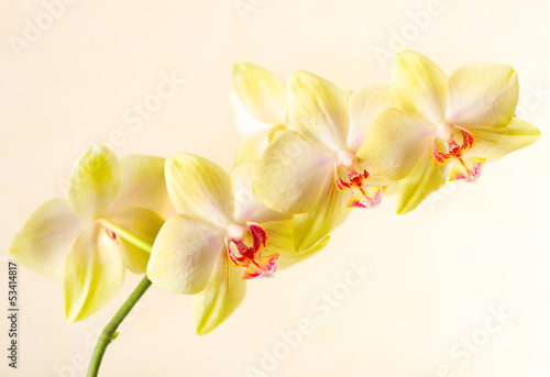 Yellow orchid © Nitr