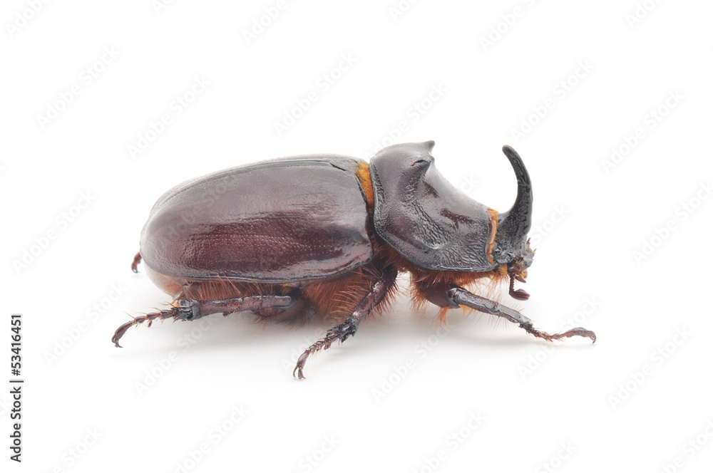 Rhinoceros beetle isolated on white Rhinoceros beetle isolated on white