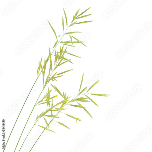 Grass seed stalks