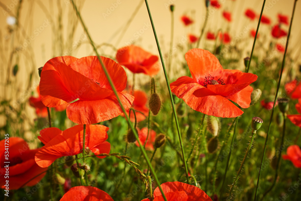 Fototapeta premium Field of Poppy Flowers Papaver rhoeas in Spring