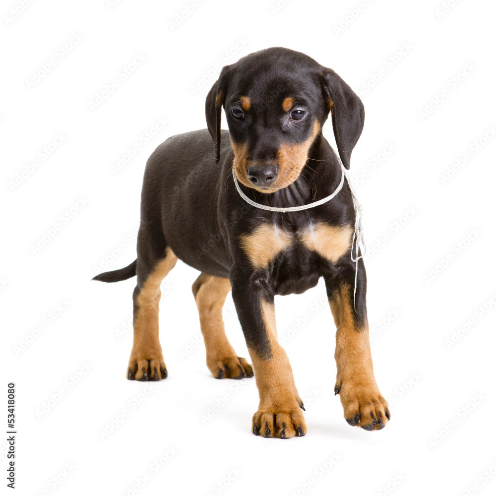 Purebred black-and-tan German Pinscher puppy Purebred black-and-tan German Pinscher puppy