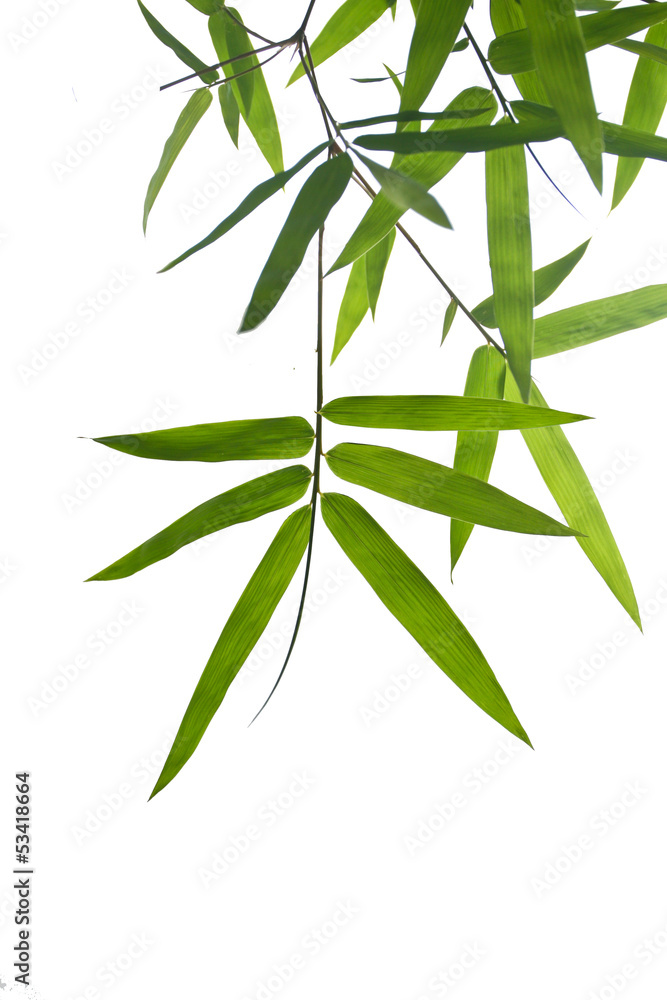 Fototapeta premium Bamboo leaf on white background