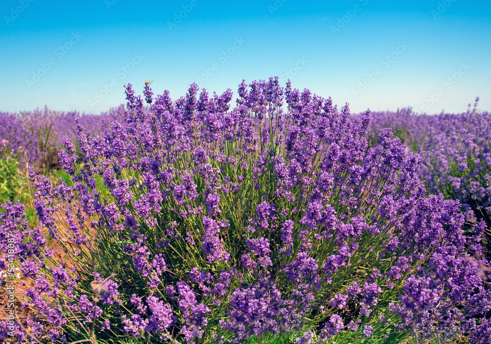 Lavender field against blue sky background