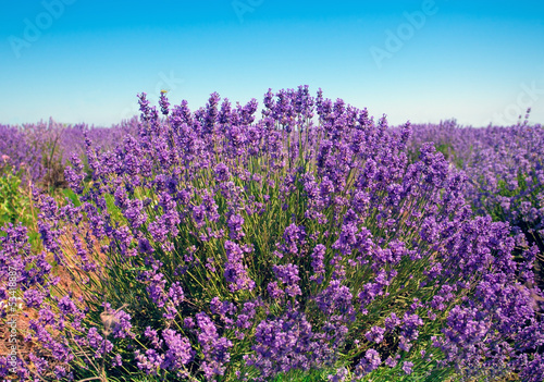 Lavender field against blue sky background