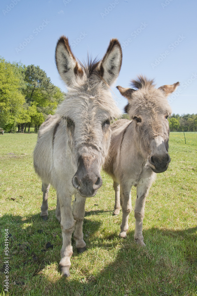 Donkey in a meadow