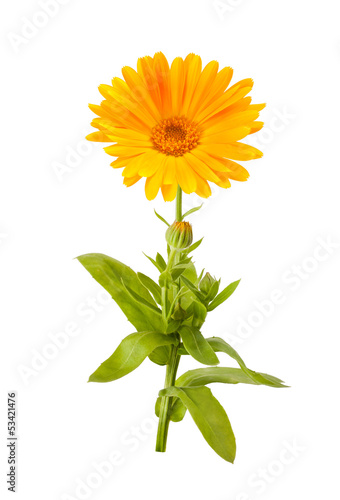 Fototapeta Naklejka Na Ścianę i Meble -  Calendula