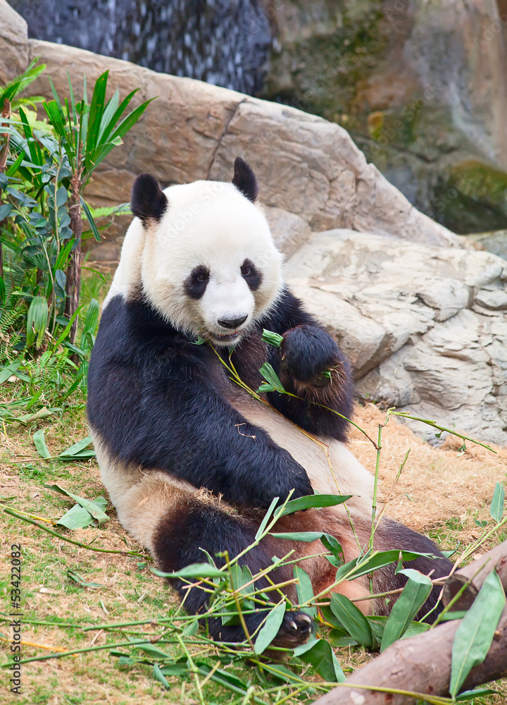 Obraz premium Panda bear