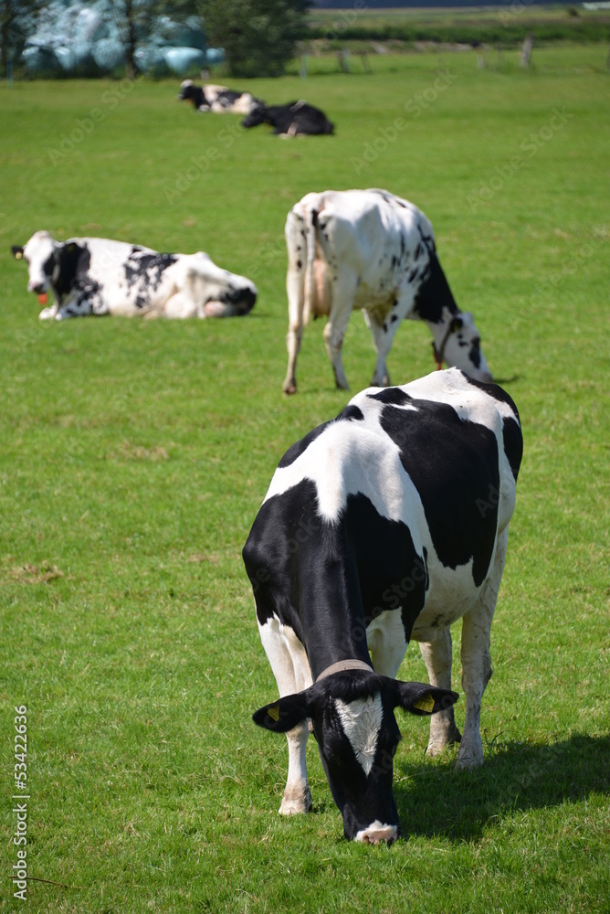 Naklejka premium Cows in the Netherlands