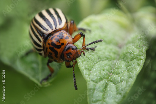 Colorado beetle eating potato leaf macro photo