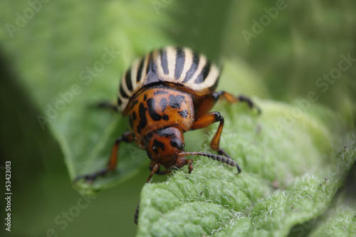 Colorado beetle eating potato leaf extreme close-up photo