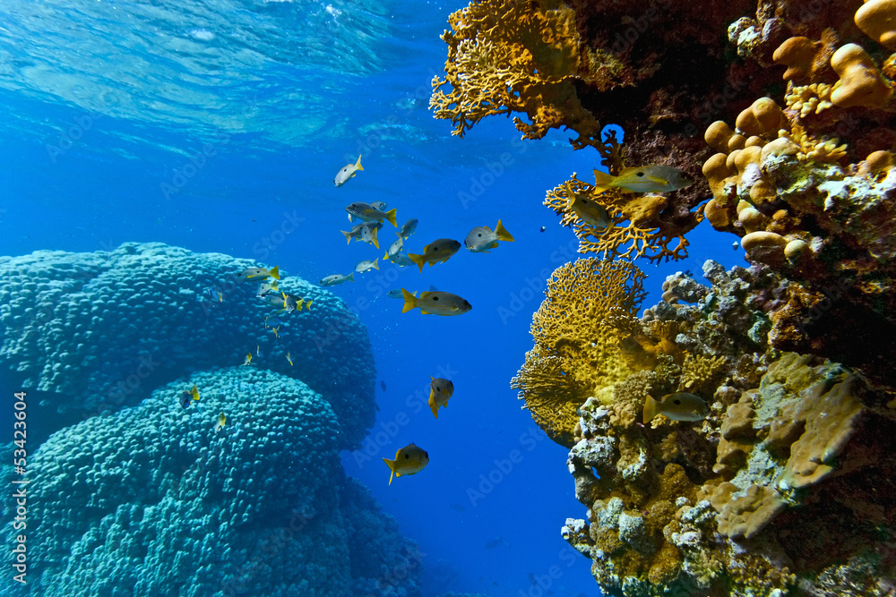 Onespot snapper on the coral reef