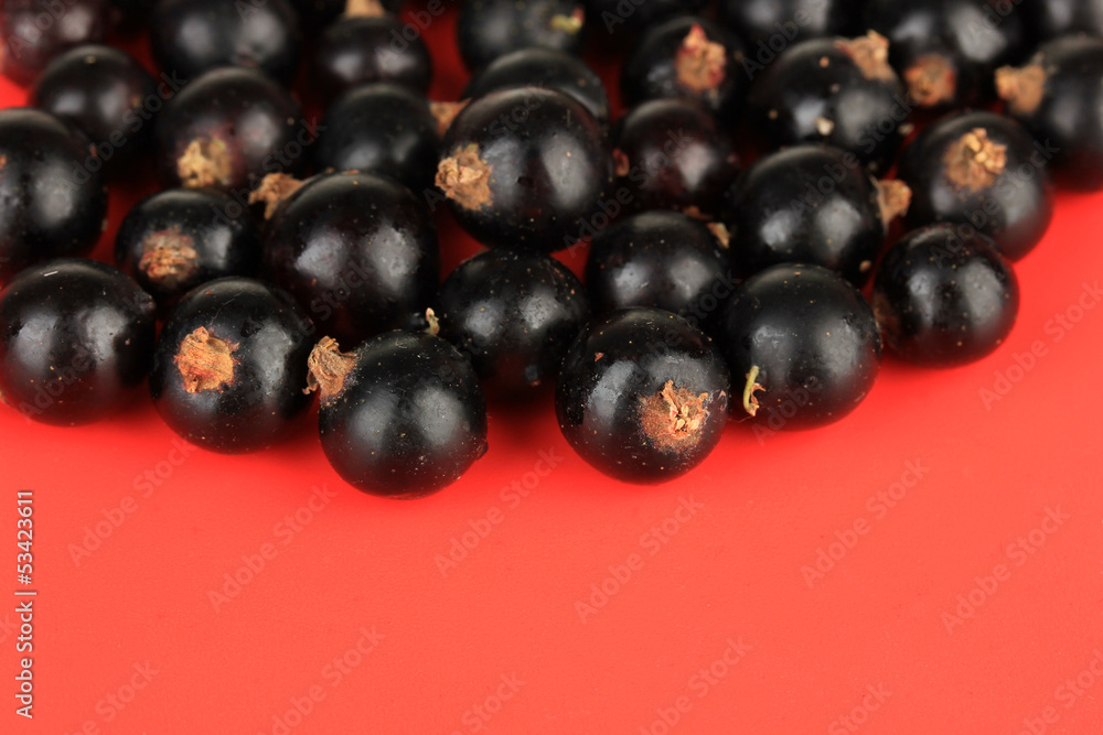 Blackcurrants on red background
