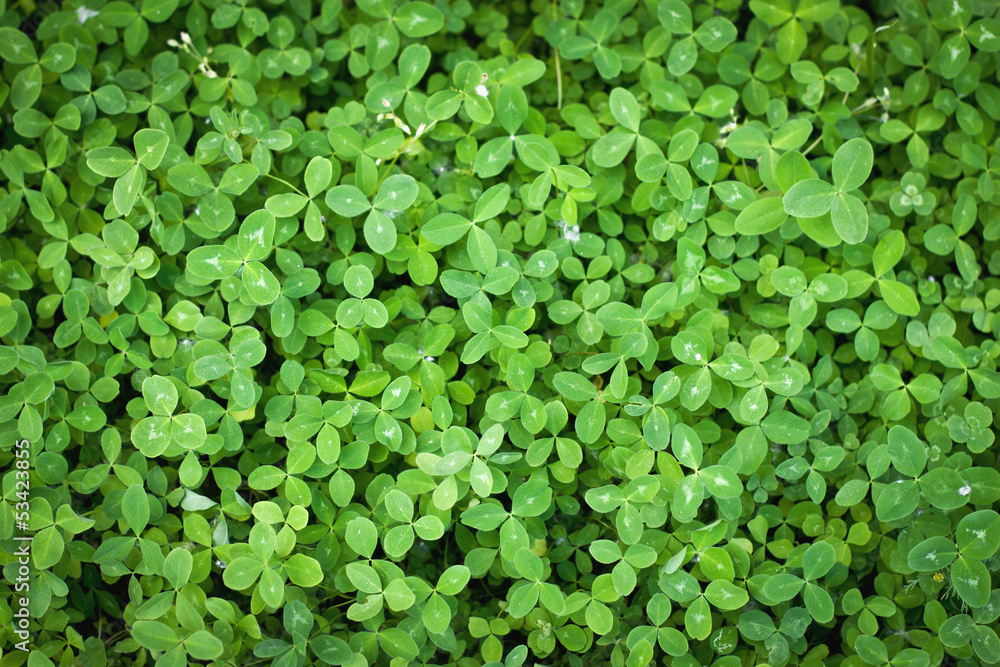 A carpet of clover A carpet of clover