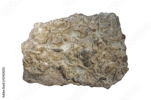 Fossiliferous limestone