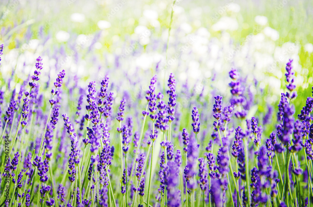 Fototapeta premium Spring field with lavender flowers