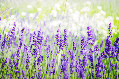Spring field with lavender flowers