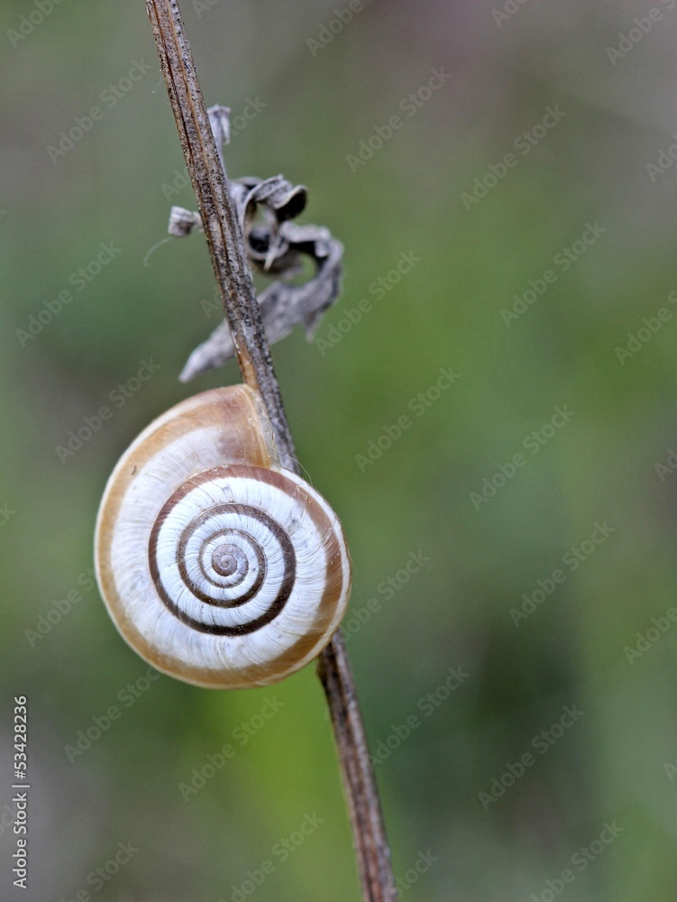 Westliche Heideschnecke am Dörnberg Westliche Heideschnecke am Dörnberg