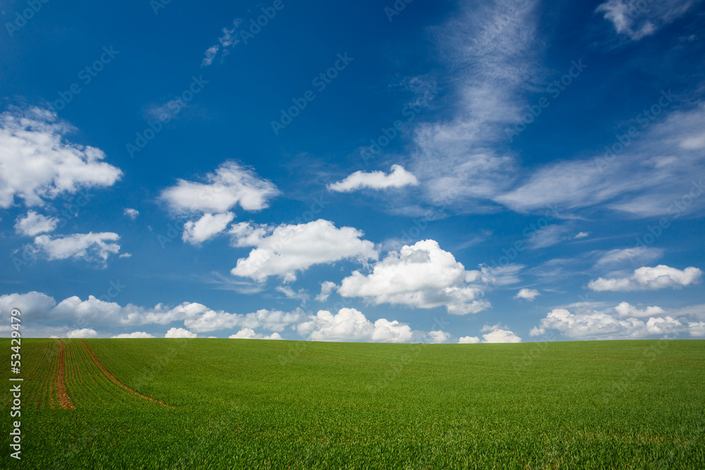 lovely summer field with blue sky