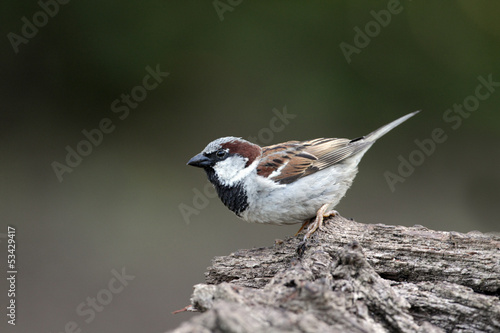 House sparrow, Passer domesticus, male