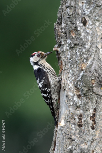 Lesser-spotted woodpecker, Dendrocopos minor, male